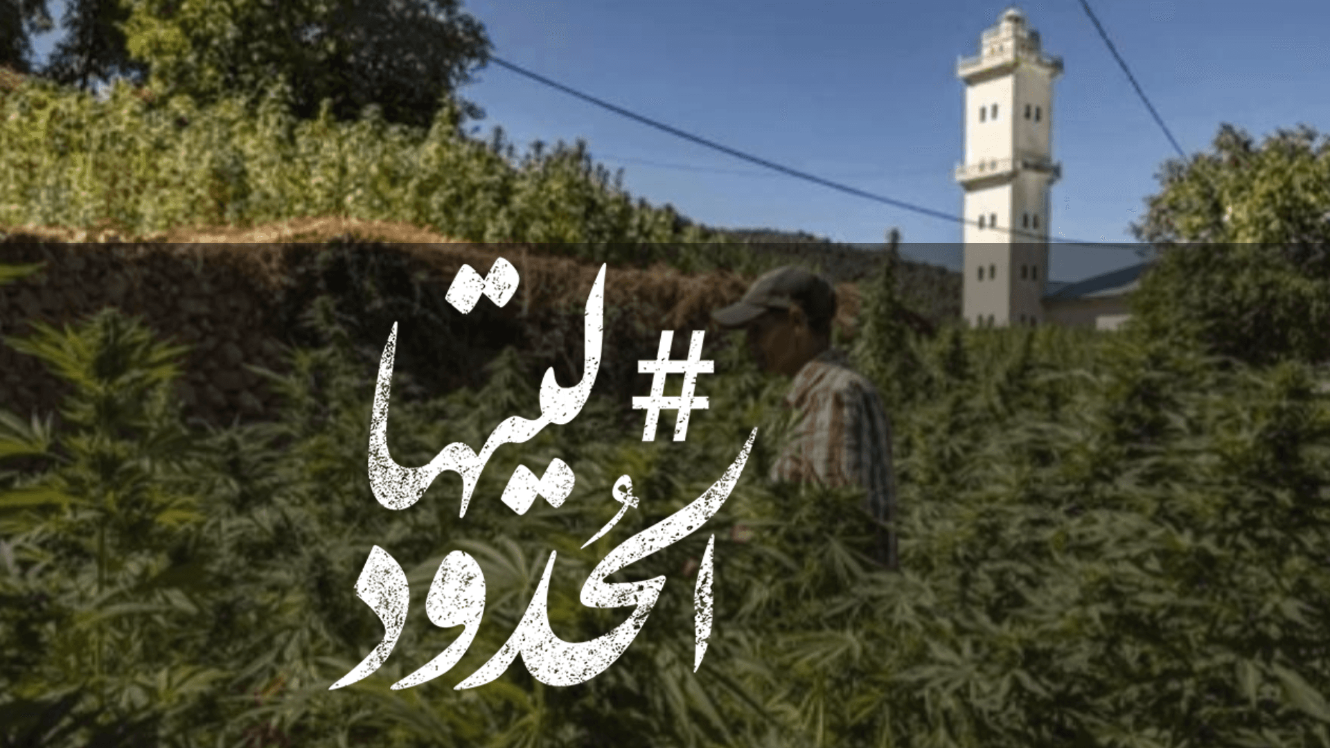 صورة قناة عبرية: تجار "حشيش" مغاربة يقاطعون الزبائن الإسرائيليين بسبب الحرب على غزة