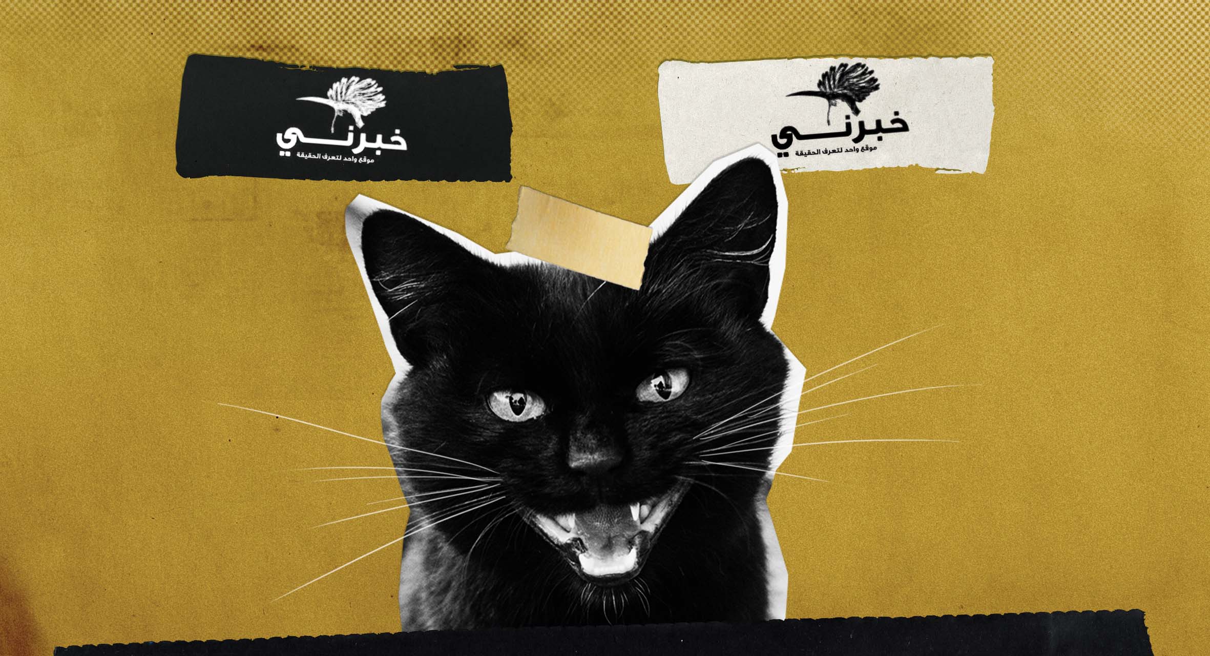 صورة فصام إعلامي: "خبرني" يعلن اكتشافه سلالتين من القطط؛ واحدة تسبب الحساسية وأخرى تُقلّل منها